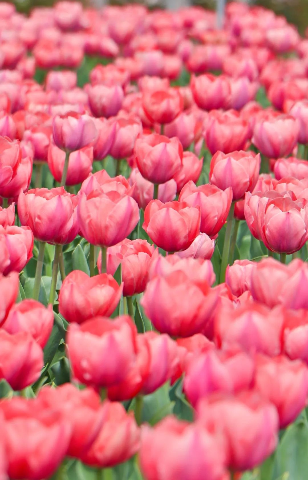 Top1����רҵ������Ѷ����������ƽ̨