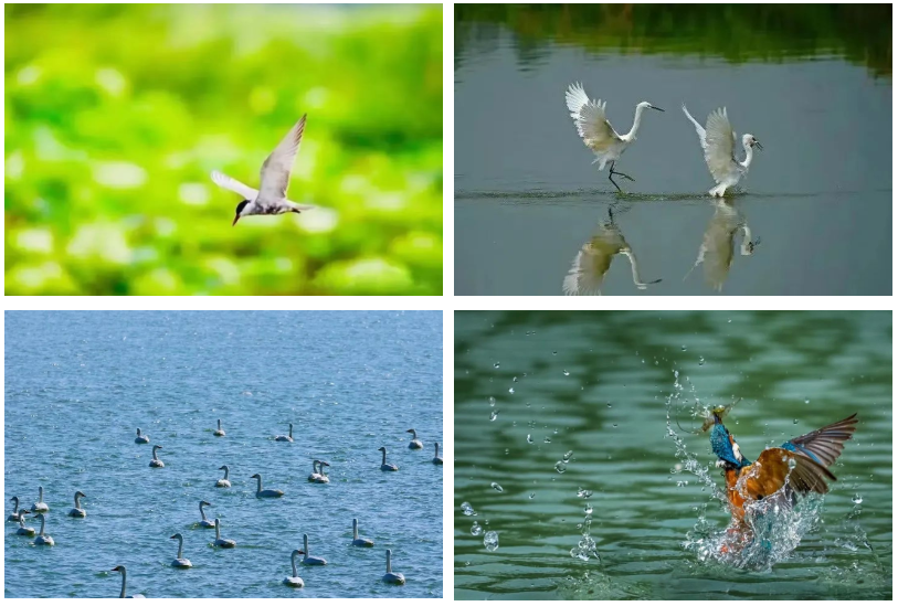 Top1����רҵ������Ѷ����������ƽ̨