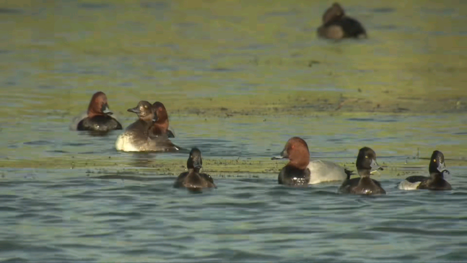 Top1����רҵ������Ѷ����������ƽ̨