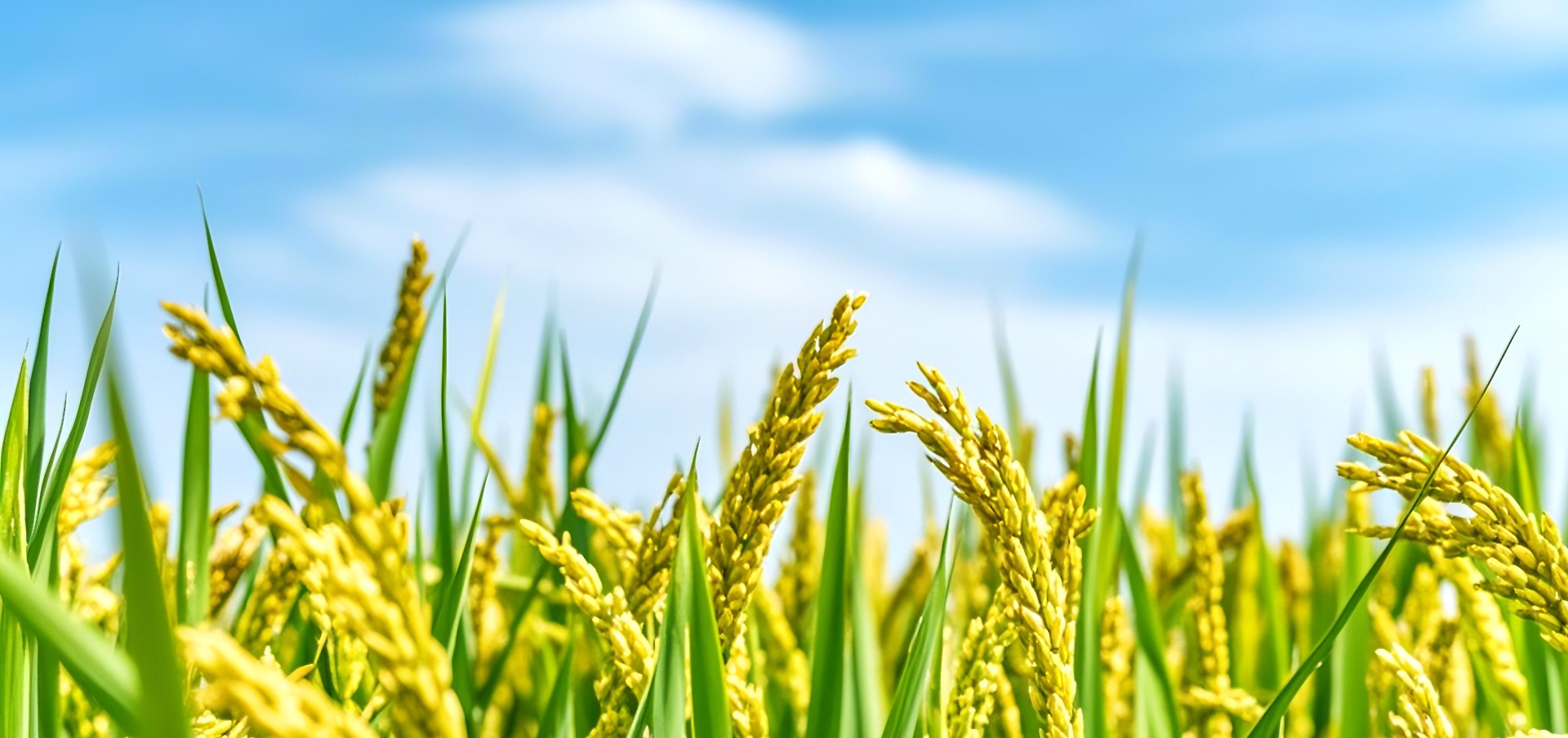 Top1����רҵ������Ѷ����������ƽ̨