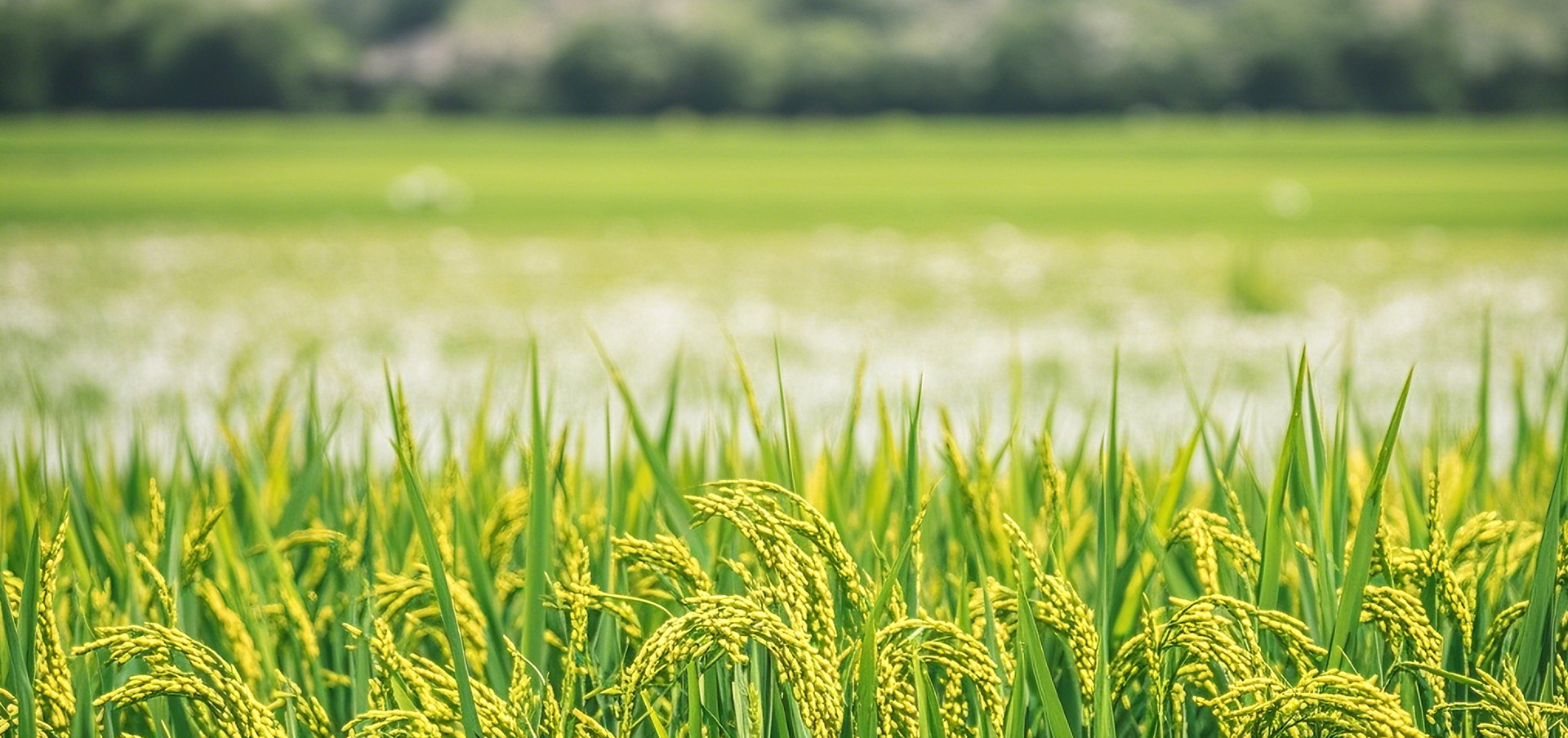 Top1����רҵ������Ѷ����������ƽ̨