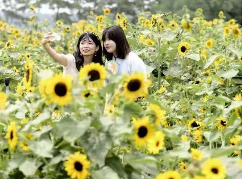 Top1����רҵ������Ѷ����������ƽ̨