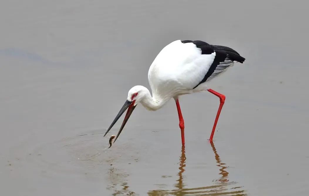 Top1ÌåÓýרҵÌåÓý×ÊѶÓëÈüÊÂÆÊÎöƽ̨