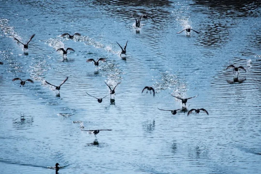 Top1����רҵ������Ѷ����������ƽ̨