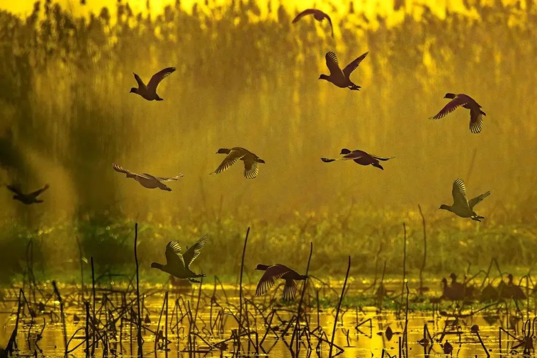 Top1����רҵ������Ѷ����������ƽ̨