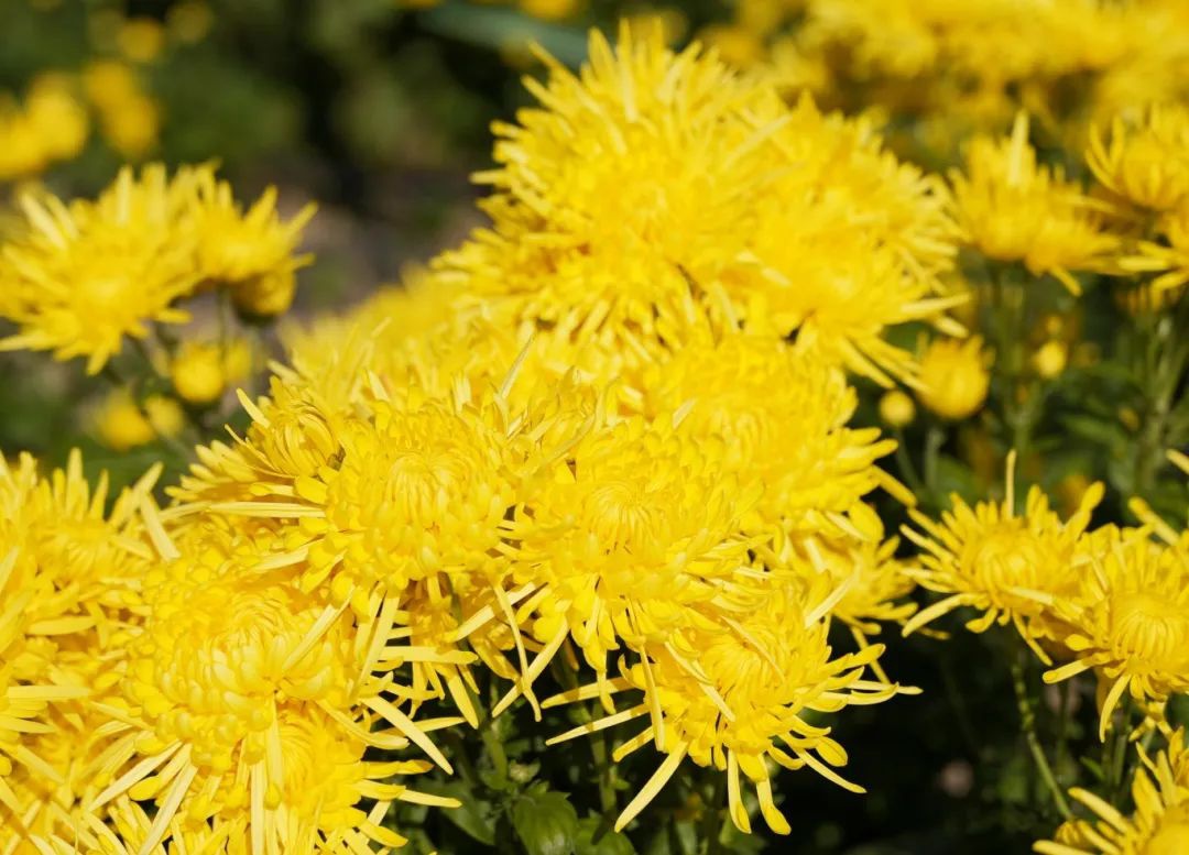 Top1����רҵ������Ѷ����������ƽ̨